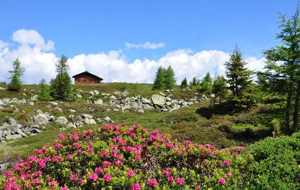 In der alpinen Zone geht es bunt zu. 