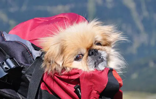 Hundetransport im Rucksack