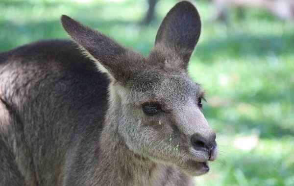 Besuch im Tarango Zo Sydney