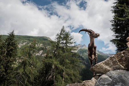 Tiroler Steinbockzentrum im Pitztal