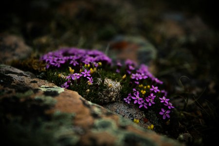 Atemberaubende Alpenblumen, die Sie kennen sollten