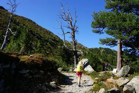 Zirbenweg Wanderung am Patscherkofel