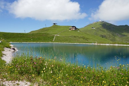 Kitzbüheler Horn – Das Alpenblumen Panorama
