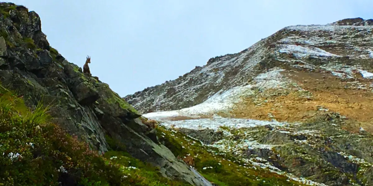 Steinböcke im Pitztal