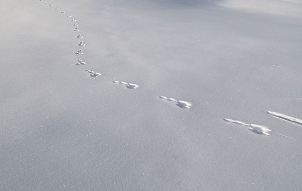 Tierspuren im Schnee