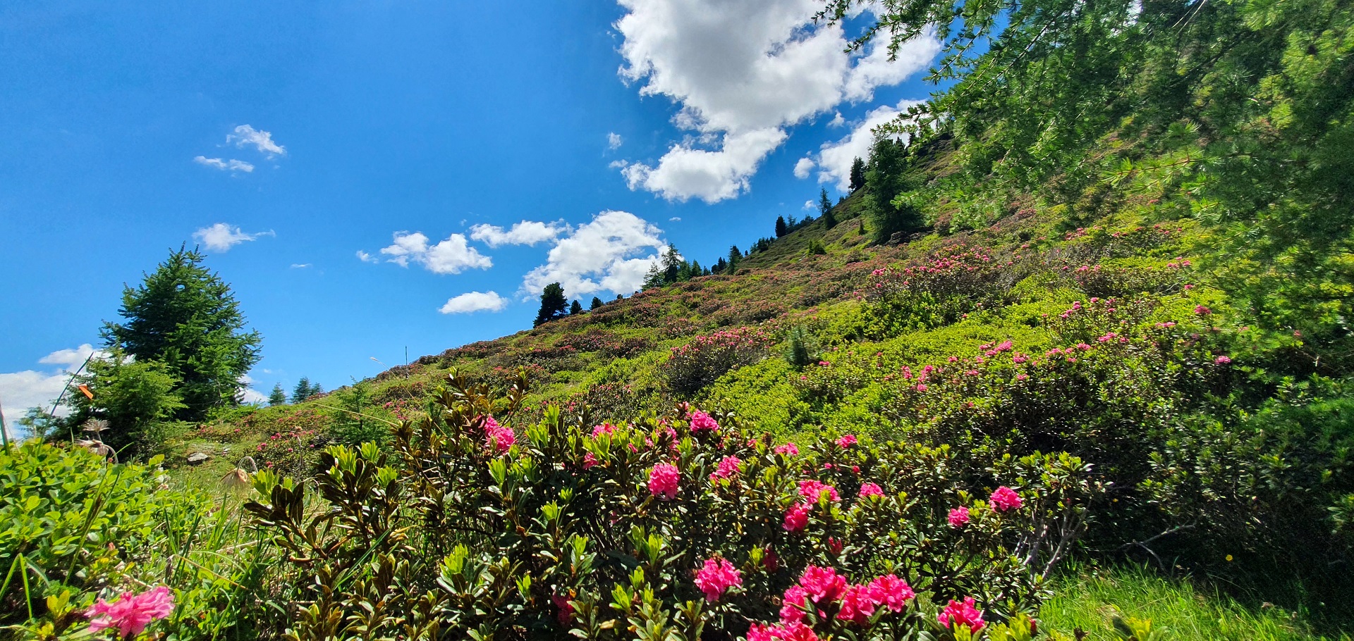 geführte Weitwanderwochen Alpenrosen Südtirol