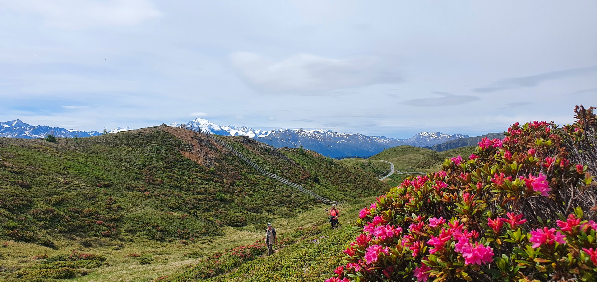 wanderbare blütezeit alpenrose 