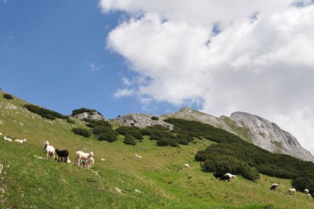 Sunntiger Spitze (2321 m) vom Hallerangerhaus