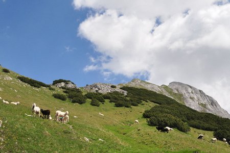 Sunntiger Spitze (2321 m) vom Hallerangerhaus