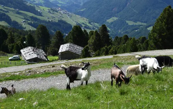 Tiere am Bauernhof