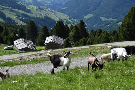 Urlaub mit Kindern in Österreich — Die besten Ausflugsziele