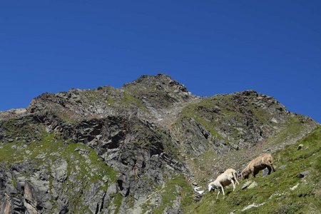 Vordere Plattenspitze (2936 m) von der Neuen Regensburger Hütte