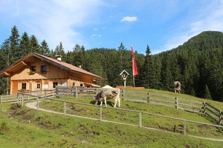Matreier Ochsenalm, 1558 m - bei Maria Waldrast, Wipptal