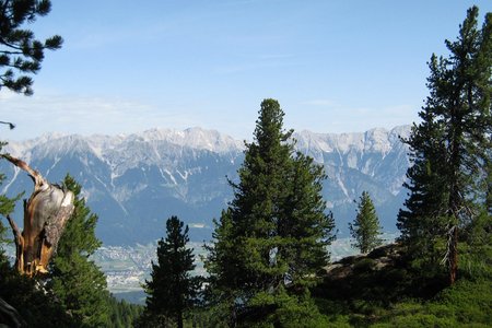 Outdoor-Wissen: Bäume und Pflanzen in den Alpen