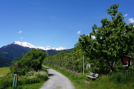 Genussroute Stanzer Zwetschke