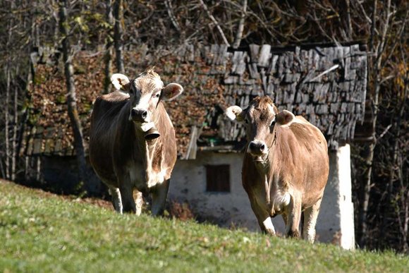 Bauernhöfe in Südtirol